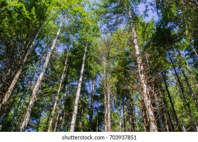 Majestic evergreen trees forest in the morning light, South slough estuarine research reserve, Coos Bay, Oregon - Powered by Shutterstock