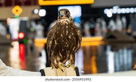 A majestic falcon captured in a striking pose, showcasing its sharp, focused eyes ,Falconry is the hunting of wild animals in their natural state and habitat by means of a trained bird of prey. - Powered by Shutterstock