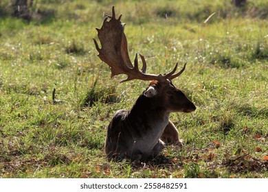 Majestic Fallow Deer Resting in Sunlit Meadow With Antlers. - Powered by Shutterstock