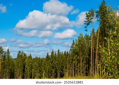 Majestic Finnish Forest Reaching Skyward. Sunlit Coniferous Trees Create a Verdant Tapestry in Nordic Wilderness - Powered by Shutterstock