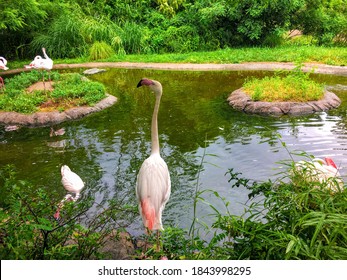 The Majestic Flamingo At Cincinnati Zoo