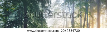 Majestic forest in a fog. Mighty trees, colorful leaves, moss, fern, plants. Atmospheric panoramic landscape. Soft sunlight, sunbeams. Ecology, seasons, autumn, eco tourism