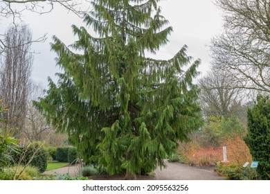Majestic form of the chamaecyparis nootkatensis pendula, forming a strongly weeping pyramidal tree