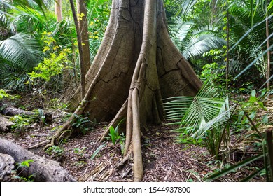 A majestic giant Samauma tree (Ceiba pentandra) and its roots in the Amazon rainforest. Mafumeira, Sumauma or Kapok. Concept of botany, ecology, environment, conservation and biodiversity. - Shutterstock ID 1544937800