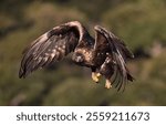 a majestic golden eagle in the mountain in spain