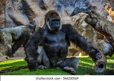 Majestic Gorilla In The Zoo