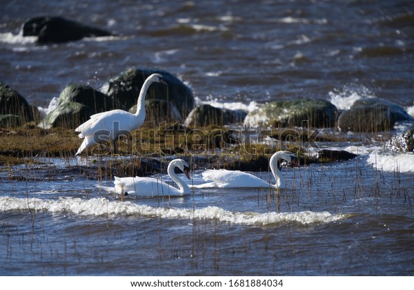 雄大で無口な白鳥 ラテン語 シグヌス色 が 北エストニアの冷たいフィンランドの湾 バルト海 の水の上を滑る 美しい翼のセットが鳥バレエの感覚を作り出しています ヨーロッパ の写真素材 今すぐ編集