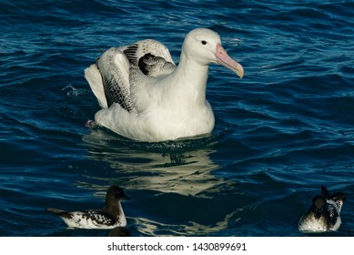 The Majestic Great Albatross At Rest On The Sea Surface