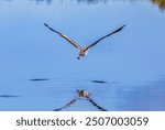 A majestic Great Blackbacked Gull perched on a wooden post, its sharp beak and powerful wings poised for flight. The birds reflection shimmers in the tr. Elements of this image furnished by NASA