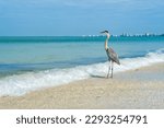 Majestic Great Blue Heron on the shore in Fort Myers Beach on the west coast of Florida.