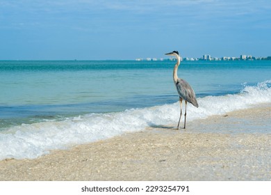 Majestic Great Blue Heron on the shore in Fort Myers Beach on the west coast of Florida. - Shutterstock ID 2293254791