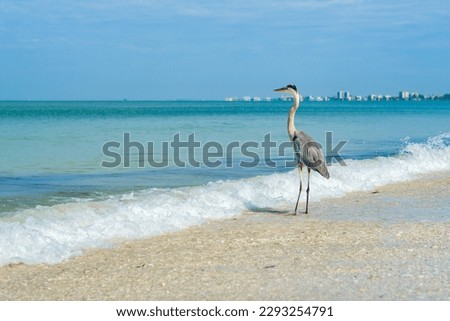 Majestic Great Blue Heron on the shore in Fort Myers Beach on the west coast of Florida.