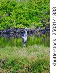 A majestic Great Blue Heron stands on the edge of a freshwater marsh, its long beak poised for a catch. The lush vegetation of the wetland provides a vibr. Elements of this image furnished by NASA