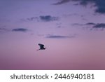 A majestic Great Egret soars through a sky tinged with hues of violet and blue, embodying grace and freedom against a breathtaking celestial canvas
