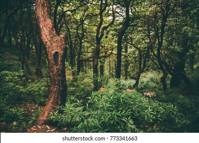 Majestic Green Forest Indian Himalayas Dharamsala Stock Photo 773341663 ...