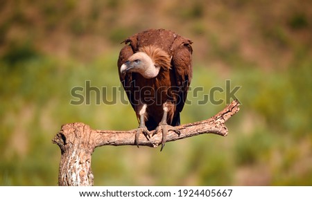 A majestic griffon vulture in spain