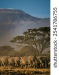 A majestic herd of elephants traverses golden savanna grass under the shadow of Mount Kilimanjaro, with acacia trees framing the serene African landscape in the morning light.