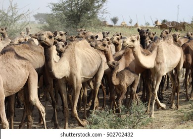 29 Ethiopian camel farm Images, Stock Photos & Vectors | Shutterstock