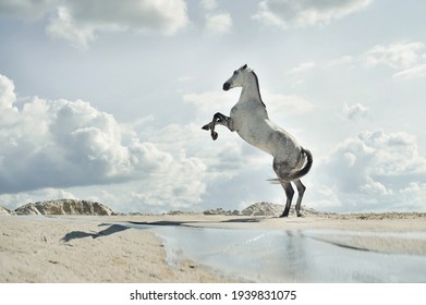 majestic horse, Fabulous scene of the jumping horses