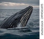 A majestic humpback whale adorned with clusters of barnacles, creating a textured and weathered appearance. These crustaceans form a unique symbiotic relationship with the whale, finding a stable home