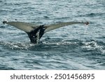 Majestic Humpback Whale Tail Emerging From Ocean Waters, Teriberka, Murmansk district, Russia