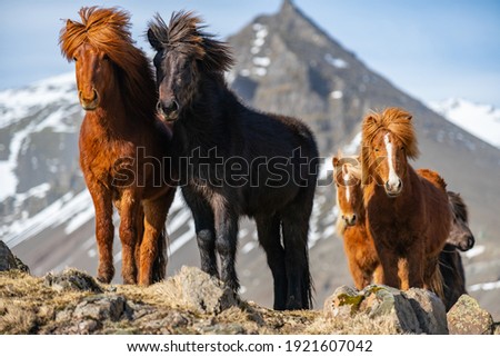 Majestic Icelandic Horses in a Snowy Landscape