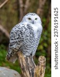 A majestic and iconic Arctic owl, the snowy owl (Bubo scandiacus) is known for its white plumage and yellow eyes.