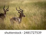 A majestic impala with elegant horns stands alert in the tall grasses of Botswana’s African savannah, perfectly blending with its natural habitat and showcasing the beauty of wildlife.