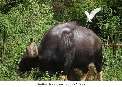 A majestic Indian bison, or gaur, grazing in the lush greenery of a Kerala forest. This wildlife photograph captures the animal's strength and grace amidst its natural habitat - Powered by Shutterstock