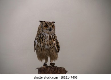 The Majestic Indian Eagle Owl Poses On A Stand