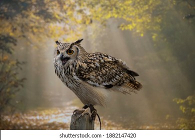 The Majestic Indian Eagle Owl Poses On A Stand