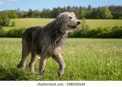 The majestic Irish Wolfhound without the collar walks peacefully across the meadow with proudly erected head.  - Shutterstock ID 1980220244