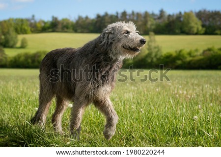 The majestic Irish Wolfhound without the collar walks peacefully across the meadow with proudly erected head. 