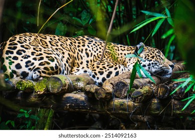 A majestic jaguar resting on a wooden perch amidst the lush tropical greenery of Belize’s rainforest. The spotted predator blends seamlessly into its natural environment, embodying strength and sereni - Powered by Shutterstock