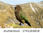 Majestic Kea parrot (only alpine parrot in the world) in New Zealand mountains (Kepler Track, New Zealand); blurred background