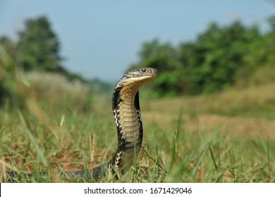 The Majestic King Cobra Of Eastern Ghats