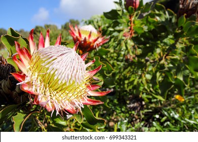 majestic king proteas in full bloom displaying bright red and yellow colors - Powered by Shutterstock
