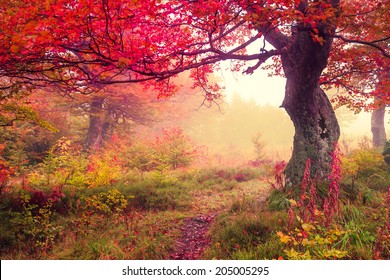 Majestic landscape with autumn trees in forest. Carpathian, Ukraine, Europe. Beauty world. Retro filtered. Toning effect. - Powered by Shutterstock