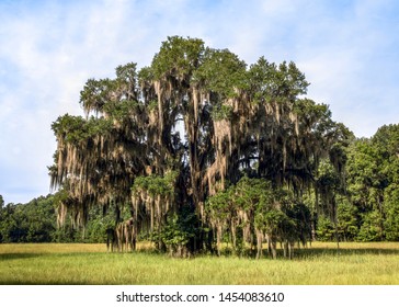A majestic, large oak tree is draped with Spanish moss in the South Carolina Low Country.