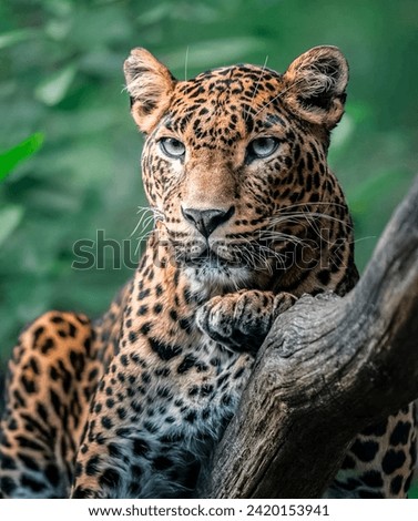 Majestic Leopard: A Close-Up Portrait Amidst Lush Greenery
A Leopard’s Gaze: Capturing the Intensity and Beauty of a Wild Cat
Spots and Branches: A Detailed View of a Leopard’s Coat and Paws