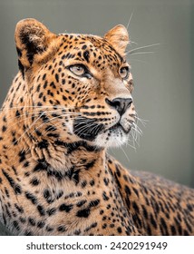 Majestic Leopard Gaze: A Close-Up Portrait
						Leopard with Bright Eyes and Spotted Fur - Stock Photo
						Portrait of a Beautiful Leopard in High Definition - Stock Photo
						Close-Up of a Leopard’s Face 