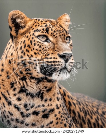 Majestic Leopard Gaze: A Close-Up Portrait
Leopard with Bright Eyes and Spotted Fur - Stock Photo
Portrait of a Beautiful Leopard in High Definition - Stock Photo
Close-Up of a Leopard’s Face 