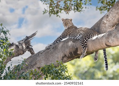 A majestic leopard resting on a tree branch in what appears to be a lush natural setting. The leopard's elegant spotted coat is beautifully displayed as it reclines comfortably on the large branch. - Powered by Shutterstock