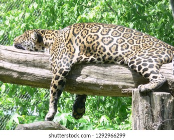 Majestic Leopard Resting In A Tree After A Fight At South Luangwa NP, Zambia, Africa