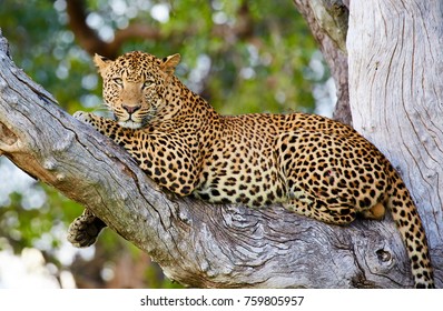 Majestic Leopard Resting In A Tree After A Fight At South Luangwa NP, Zambia, Africa