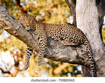 Majestic leopard resting in a tree after a fight at South Luangwa NP, Zambia, Africa