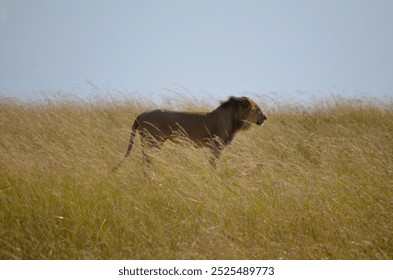 A majestic lion captured in a striking side profile, exuding strength and grace. 🦁🌅 - Powered by Shutterstock