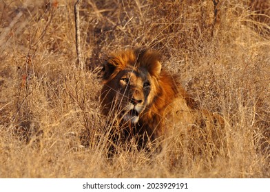 A majestic lion headshot in tall grass