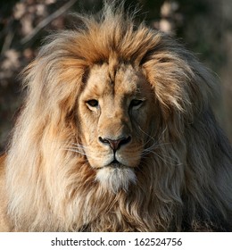majestic lion portrait
