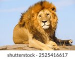 Majestic lion resting on a rock during a safari in the Ngorongoro Conservation Area, Tanzania. Close-up of its mane and serene posture in natural daylight, capturing the essence of African wildlife